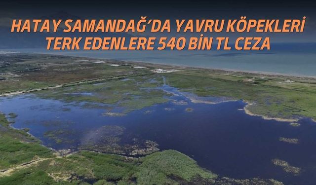 Hatay Samandağ’da Yavru Köpekleri Terk Edenlere 540 Bin TL Ceza