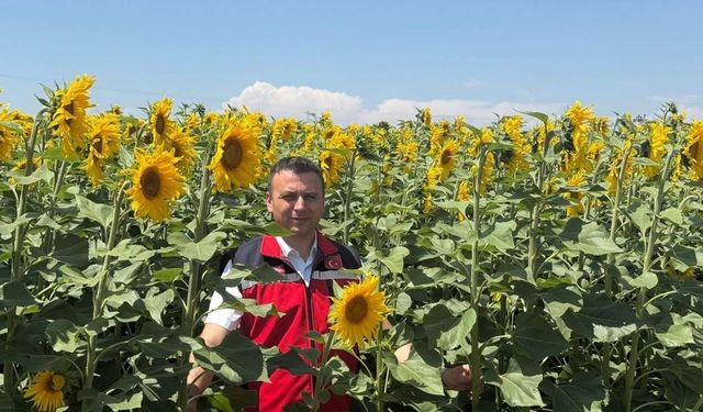 Osmaniye Ovası 'Sarı Altın'la Kaplanıyor
