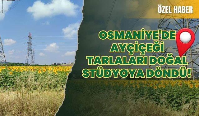 Osmaniye'de Ayçiçeği Tarlaları Doğal Stüdyoya Döndü!