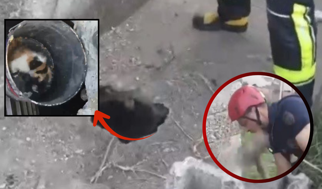 Osmaniye'de Dar Kuyuya Düşen Yavru Kedi İçin Seferberlik