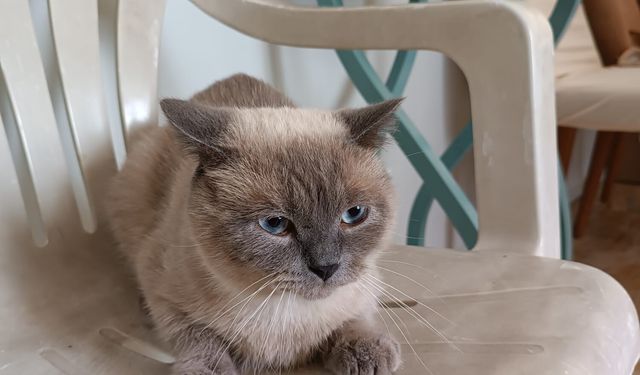 Osmaniye’de Duyarlı Vatandaşın Bulduğu Kedi İçin Çağrı