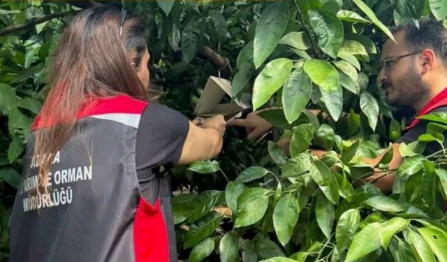 Akdeniz meyve sineği ile mücadelede hangi adımlar atılıyor
