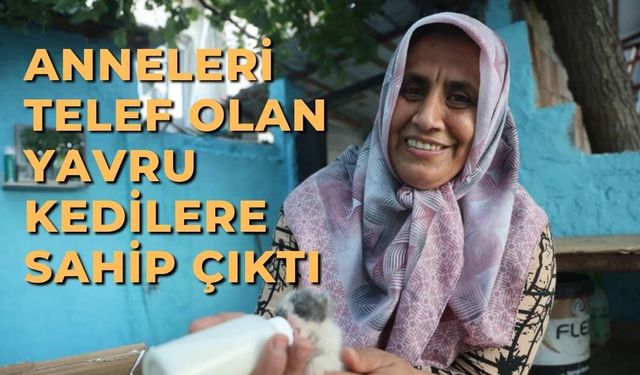 Anneleri telef olan yavru kedilere sahip çıktı