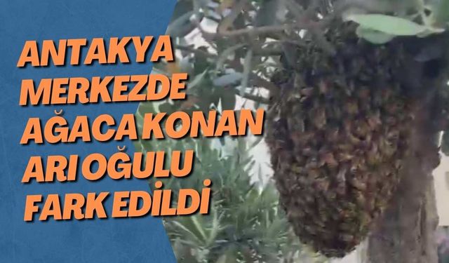 Antakya merkezde ağaca konan arı oğulu fark edildi