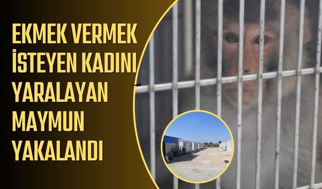 Ekmek vermek isteyen kadını yaralayan maymun yakalandı