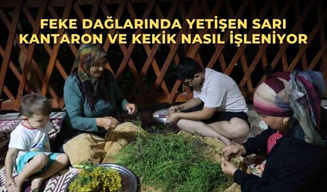 Feke dağlarında yetişen sarı kantaron ve kekik nasıl işleniyor