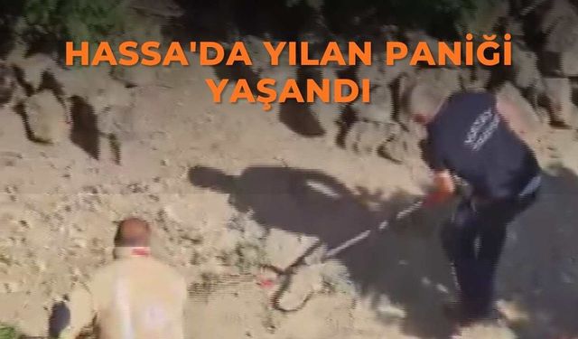 Hassa'da yılan paniği yaşandı