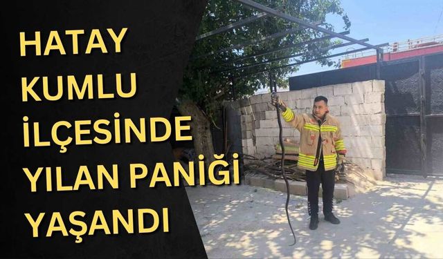 Hatay Kumlu ilçesinde yılan paniği yaşandı