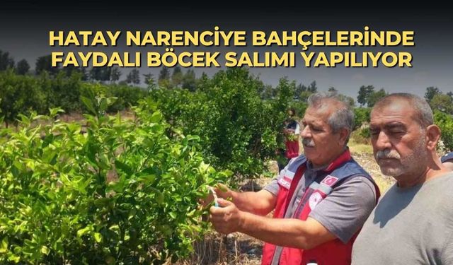 Hatay narenciye bahçelerinde faydalı böcek salımı yapılıyor