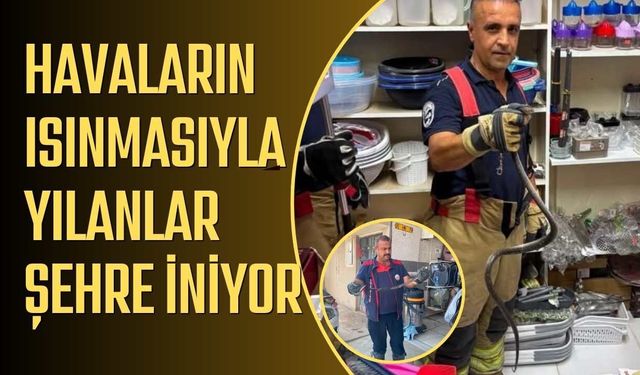 Havaların ısınmasıyla yılanlar şehre iniyor