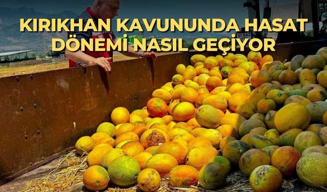 Kırıkhan kavununda hasat dönemi nasıl geçiyor