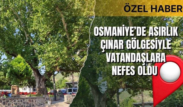 Osmaniye’de Asırlık Çınar Gölgesiyle Vatandaşlara Nefes Oldu