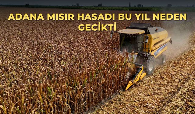 Adana mısır hasadı bu yıl neden gecikti