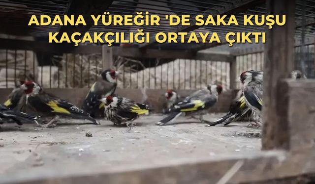 Adana Yüreğir 'de saka kuşu kaçakçılığı ortaya çıktı
