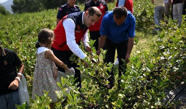 Andırın Darıovası Mahallesinde aronya hasadı