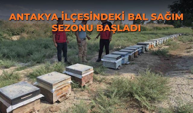 Antakya ilçesindeki bal sağım sezonu başladı