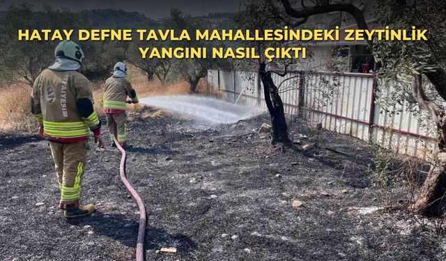 Hatay Defne Tavla Mahallesindeki zeytinlik yangını nasıl çıktı