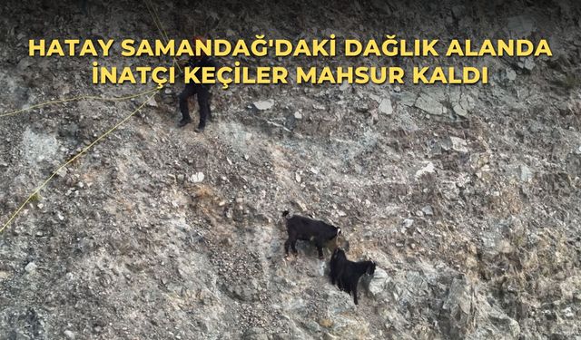 Hatay Samandağ'daki dağlık alanda inatçı keçiler mahsur kaldı