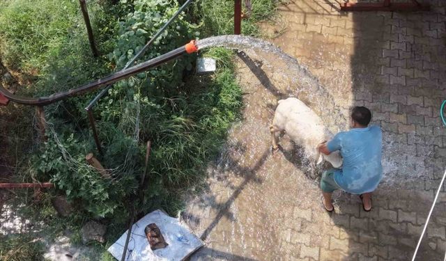 Kırk iki dereceyi bulan kavurucu sıcaklarda hayvanlar nasıl serinliyor