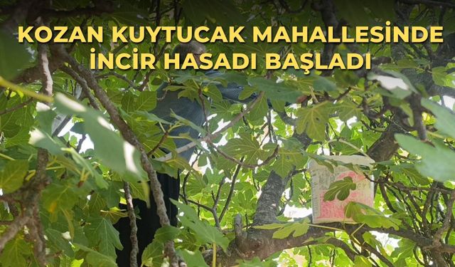 Kozan Kuytucak Mahallesinde incir hasadı başladı