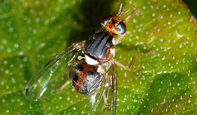 Osmaniye İl Tarım Müdürlüğü Zeytin Sineği Uyarısı