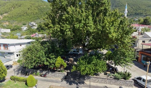 Osmaniye’de 3 Asırlık Çınar Sıcaklardan Kaçanların Adresi Oldu