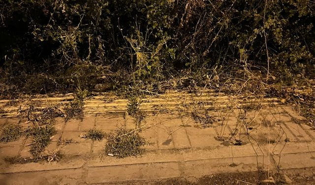 Osmaniye'de Bakımsız Otlar Engelli Yolunu Kapattı!