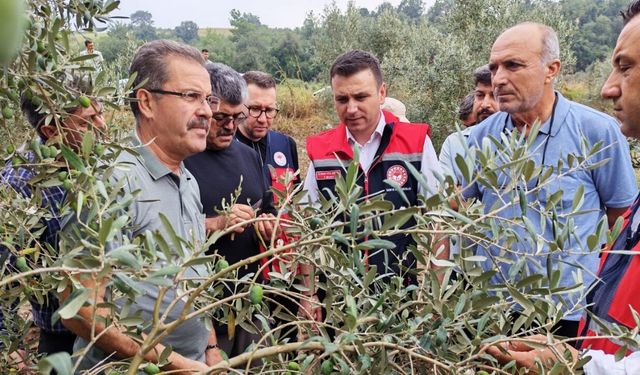 Osmaniye’de Dolu Felaketi! Tarım Ekipleri Zeytin Bahçeleri İçin Seferber Oldu