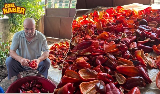 Osmaniye'de Salçalık Biber Sezonu Başladı