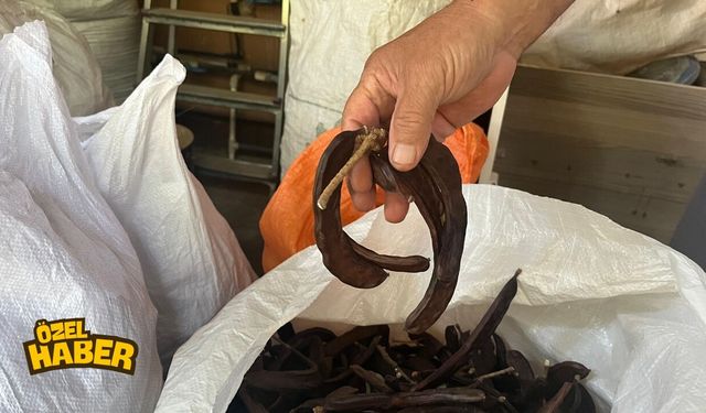 Osmaniye'de Şifa Kaynağı Keçiboynuzu Hasadı Başladı