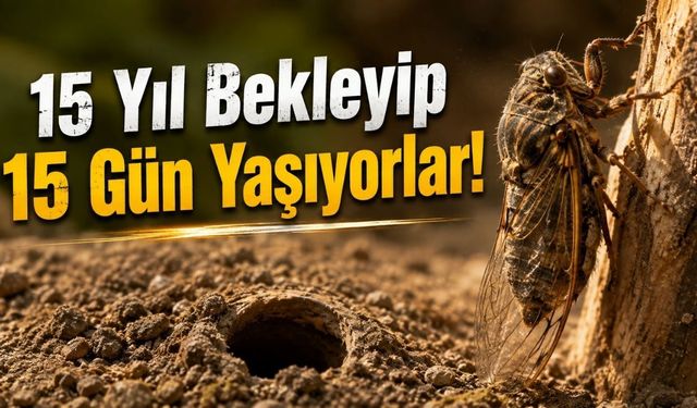 Osmaniye'de Toprağın Altında 15 Yıl Bekleyip 15 Gün Yaşıyorlar