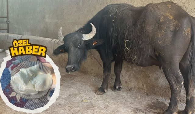 Osmaniye'deki Bu Yoğurdu Yemek İçin Ülke Değiştiriyorlar!