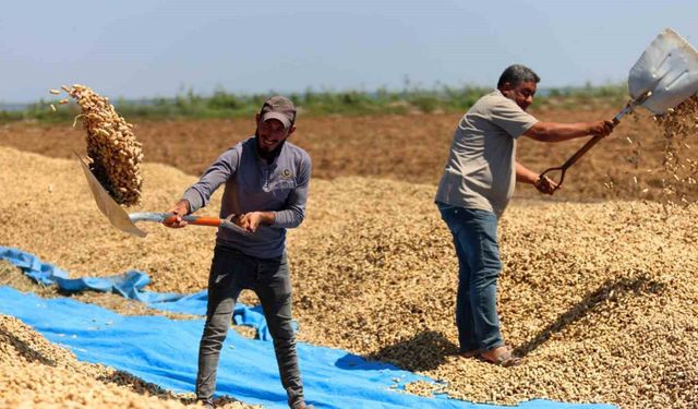Adana yer fıstığı hasadı başladı