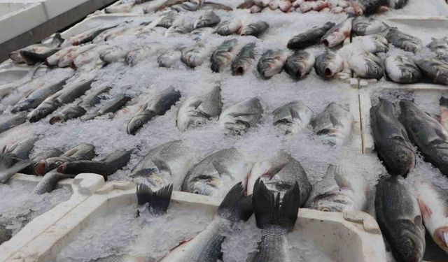 Adana'da sıcak havalar balık satışlarını düşürdü