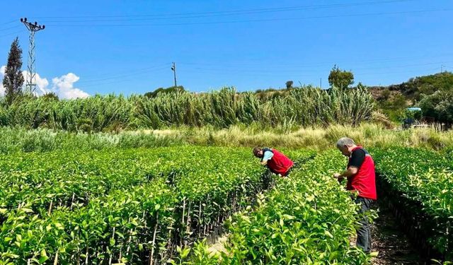 Fidan üretim alanlarında hastalık ve zararlı kontrolleri yapılıyor