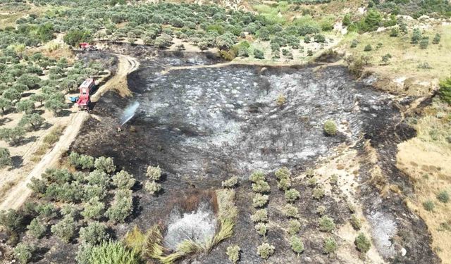 Hatay Antakya Kisecik Mahallesindeki zeytinlik yangını nasıl çıktı
