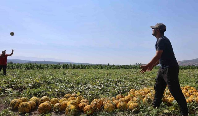 Hatay Antakya'da kavun hasadı gecikti