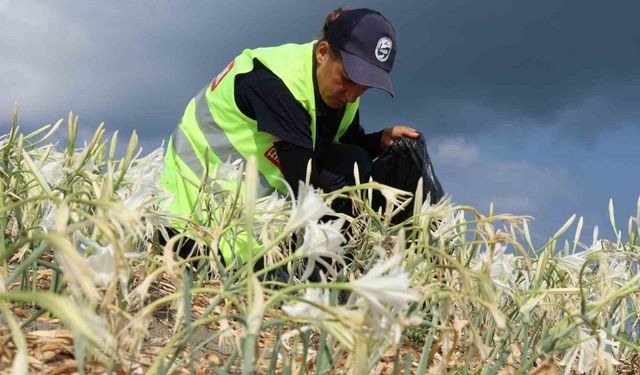 Hatay Büyükşehir Belediyesi Samandağ Sahili'nde hangi koruma çalışmalarını yürütüyor