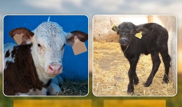 Osmaniye'de büyükbaş yetiştiricilerine destek fırsatı! Başvurular o tarihte bitiyor