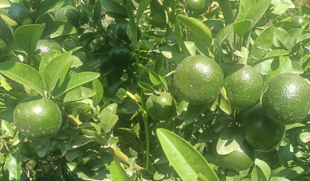 "Bu Kadarını Hiç Beklemiyordum" Osmaniyeli 67 Yaşındaki Döndü Teyze Bahçesindeki Hasatla Şaşkına Döndü