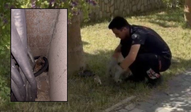 Osmaniye’de İtfaiyeden Minik Canlara Şefkat Eli
