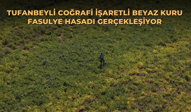Tufanbeyli coğrafi işaretli beyaz kuru fasulye hasadı gerçekleşiyor