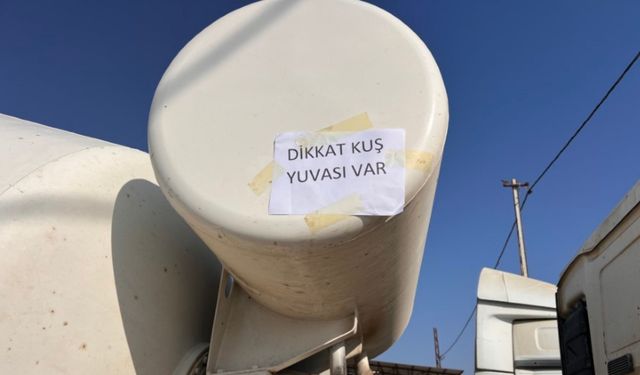 Yavru kuşların zarar görmemesi için mikser şoförü önlemler aldı