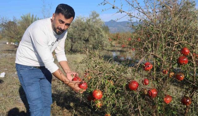 Arsuz'daki Nar Bahçelerini Vuran Dolu Felaketi Gerçekleşti