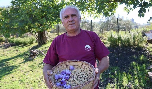 Bir Saksıyla Başlayan Safran Serüveni