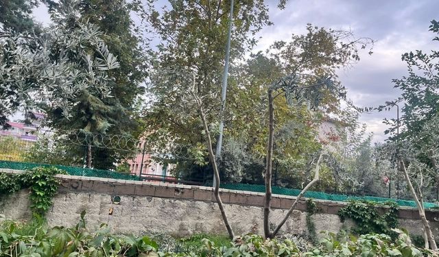 Osmaniye'de zeytinler budanıyor, verim artıyor