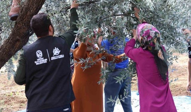 Hatay'daki Zeytin Üreticilerine Hangi Mesleki Eğitimler Veriliyor