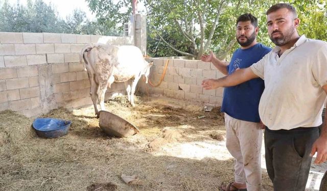 Kırıkhan'da Şap Hastalığı Ortaya Çıktı
