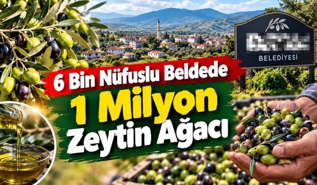 Nüfusu 6 bin ama Osmaniye'de zeytinin 1 milyonu bu beldede