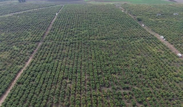 Osmaniye’nin En Büyük Bahçesinde Hasat Başladı